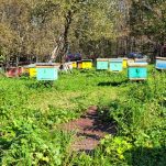 Bienenstöcke in Russland Süd-Ural