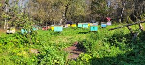 Bienenstöcke in Russland Süd-Ural