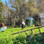 Bienen in Russland Süd-Ural