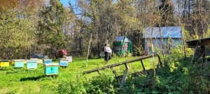 Bienen in Russland Süd-Ural